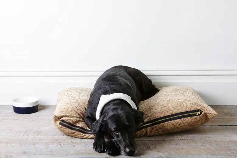 كيفية صنع سرير الكلب حتى لو كنت بالكاد تعرف كيفية الخياطة